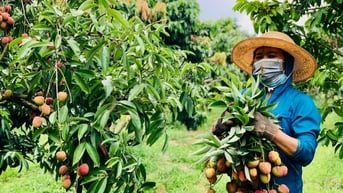 Xây dựng trên 1.200 mô hình trình diễn về trồng trọt, chăn nuôi