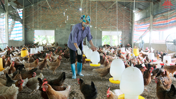 Xử lý chất thải chăn nuôi thúc đẩy phát triển nông nghiệp tuần hoàn