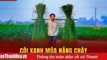 Cói xanh mùa nắng cháy