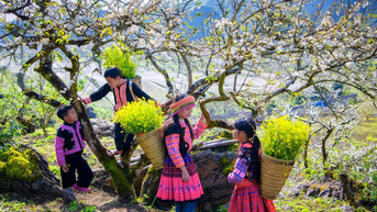 Du lịch miền Bắc, ngắm hoa mơ “nhuộm” trắng núi rừng Mộc Châu