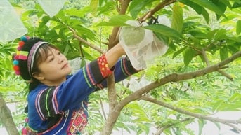 Làm giàu từ việc trồng na dai 
