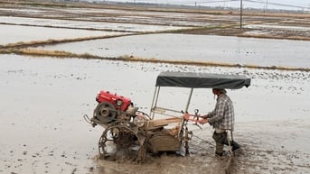 Nông dân tập trung gieo sạ lúa hè thu