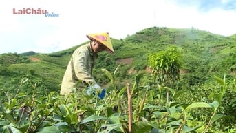 Hiệu quả từ nguồn vốn vay tín dụng