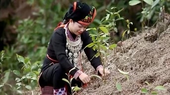 Văn Yên trồng mới trên 2.500 ha quế