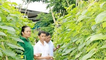 Hiệu quả chuyển đổi cơ cấu cây trồng ở Quản Bạ