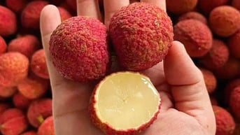 Vải không hạt Trung Quốc đổ bộ chợ Việt, giá gần 1 triệu đồng/kg