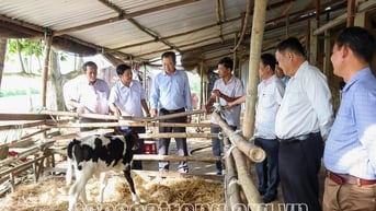 Sóc Trăng phát triển đàn bò bền vững