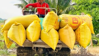 Giá lúa gạo hôm nay 14/6/2025: Giá lúa tiếp tục giảm nhẹ
