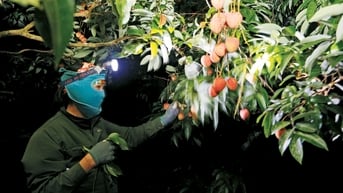 Lục Ngạn - những đêm không ngủ