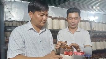 Bỏ phố về quê trồng nấm mối đen