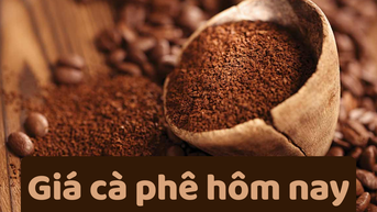 Giá cà phê hôm nay 14/6/2025: Tăng nhẹ trở lại