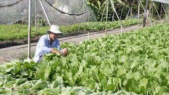 Sản xuất thích ứng biến đổi khí hậu