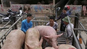 Giá heo hơi hôm nay 15/6: Duy trì ở mức cao