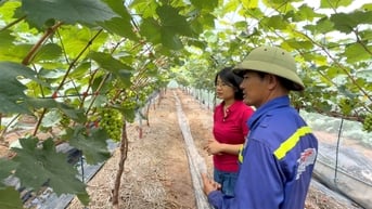 Màu xanh trở lại những cánh đồng ở Kinh Môn từng bị bão Yagi tàn phá
