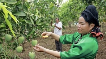 Mai Sơn (Sơn La): Nâng tầm nông sản địa phương bằng liên kết và công nghệ
