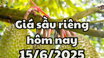 Giá sầu riêng hôm nay 15/6/2025: Cập nhật tình hình xuất khẩu tháng 6 mới nhất