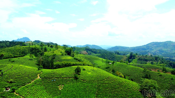 Màu no ấm nơi "thủ phủ" chè Mường Khương