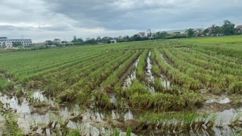 Nghệ An: Cảnh báo ổ sâu bệnh từ những cánh đồng lúa chét