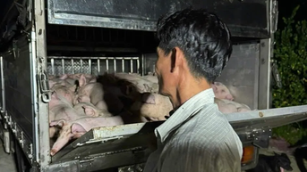Phát hiện xe chở 120 con heo không có giấy kiểm dịch
