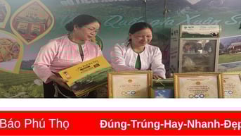 Hiệu quả từ xây dựng chuỗi liên kết sản xuất chè xanh