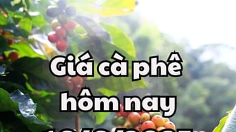 Giá cà phê hôm nay 16/6/2025 mới nhất: Giảm đồng loạt ở trong nước
