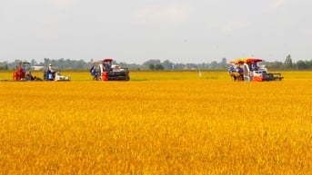 Giá lúa gạo hôm nay 16/6: Gạo giữ giá, lúa tươi tăng nhẹ