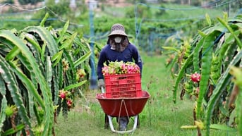 Cần đầu ra ổn định thanh long ruột đỏ tại Nam Hà