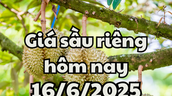 Giá sầu riêng hôm nay 16/6/2025 xuất khẩu sụt giảm nghiêm trọng