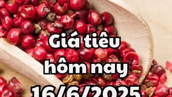Giá tiêu hôm nay 16/6/2025 mới nhất: 2 tỉnh giữ mức cao nhất sao đợt giảm