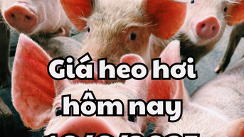 Giá heo hơi hôm nay 16/6/2025 đầu tuần lặng sóng trên cả nước