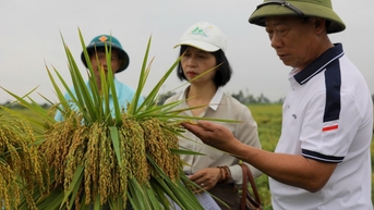 Giống lúa nếp King 6 cho lợi nhuận cao