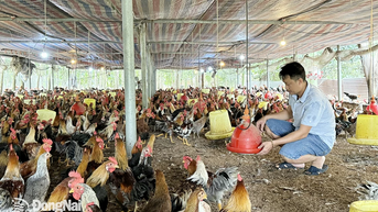 Toàn tỉnh có 2.464 cơ sở di dời, ngưng chăn nuôi