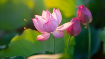 Đầm sen An Phú đang vào mùa đẹp nhất trong năm
