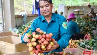Mùa vải ngọt ở Mường Bú