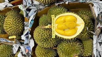 Giá sầu riêng hôm nay 16/6: Sầu riêng Thái giữ giá cao