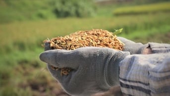 Xuất khẩu gạo: Giữ đà cạnh tranh với Thái Lan