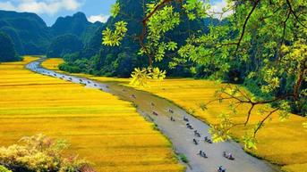 Du lịch Ninh Bình mùa lúa chín: Trải nghiệm bức tranh đồng quê yên bình