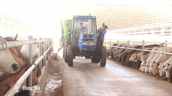 Huyện Cẩm Mỹ phát triển chăn nuôi công nghiệp
