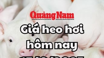 Giá heo hơi hôm nay 17/6/2025: Miền Nam có thêm đáy mới, về 70.000 đồng/kg
