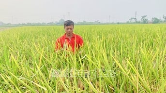 Cấy gần 40 mẫu ruộng hoang, một nông dân xã Nghĩa Dân thu lãi hàng trăm triệu đồng/ vụ