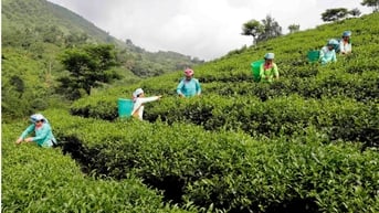 Bổ sung chính sách tín dụng phục vụ phát triển nông nghiệp, nông thôn
