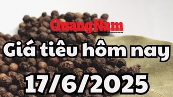 Giá tiêu hôm nay 17/6/2025 mới nhất: Đồng loạt giảm mạnh ở trong nước