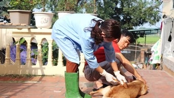 Ngăn chặn bệnh dại lây lan trong cộng đồng