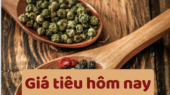 Giá tiêu hôm nay 17/6/2025: Giảm mạnh ở trong nước