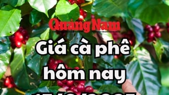 Giá cà phê hôm nay 17/6/2025 mới nhất: Vẫn giữ được mốc 110,000 đồng/kg