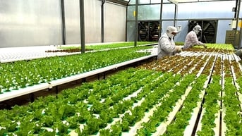 Bổ sung chính sách tín dụng khuyến khích nông nghiệp hữu cơ, tuần hoàn