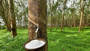 Giá cao su hôm nay 17/6: Biến động trái chiều