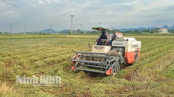 Yên Mô khẩn trương thu hoạch cây trồng vụ Đông Xuân