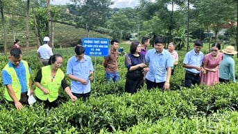Nông dân góp sức hiện thực hóa mục tiêu 'cây tỷ đô'