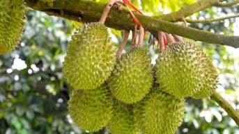 Giá sầu riêng hôm nay 17/6: Sầu Thái giảm ở khu vực...